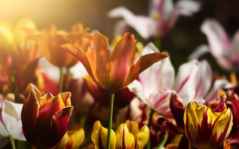 Choosing the Right Soil: The Key to Healthy Plant Growth – Better Minute